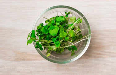 Broccoli Microgreen 1 oz